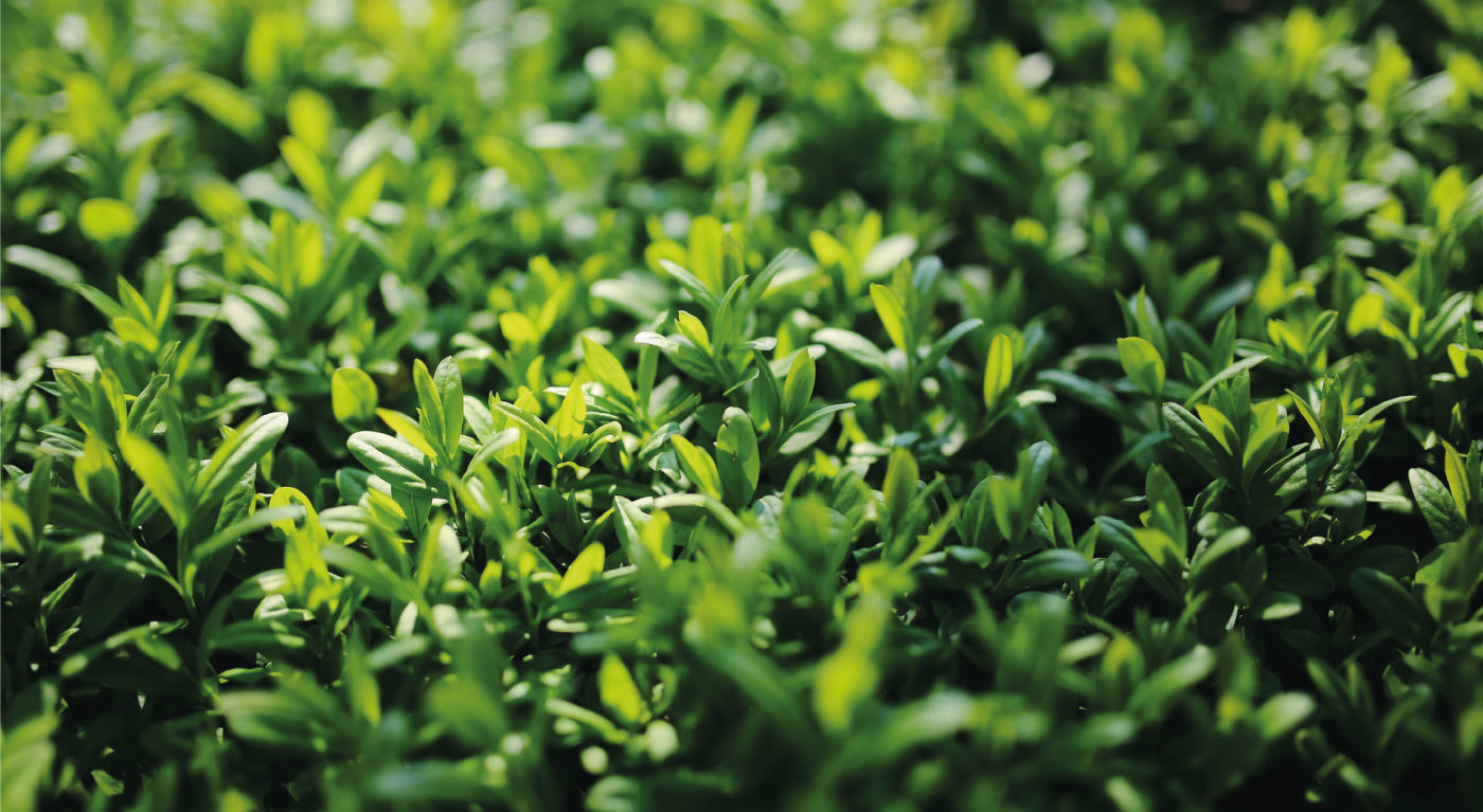 Ligustrum Japonicum