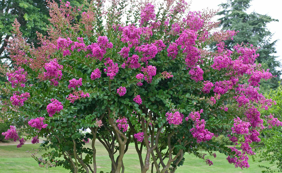 Lagerstroemia Indica : Le Lilas des Indes, un Arbuste Fleuri Spectaculaire