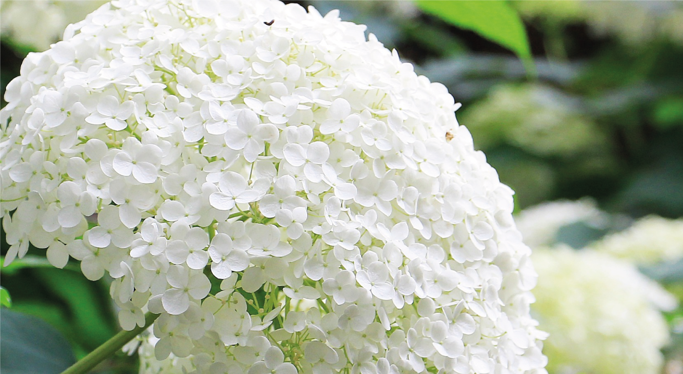 Les hortensias