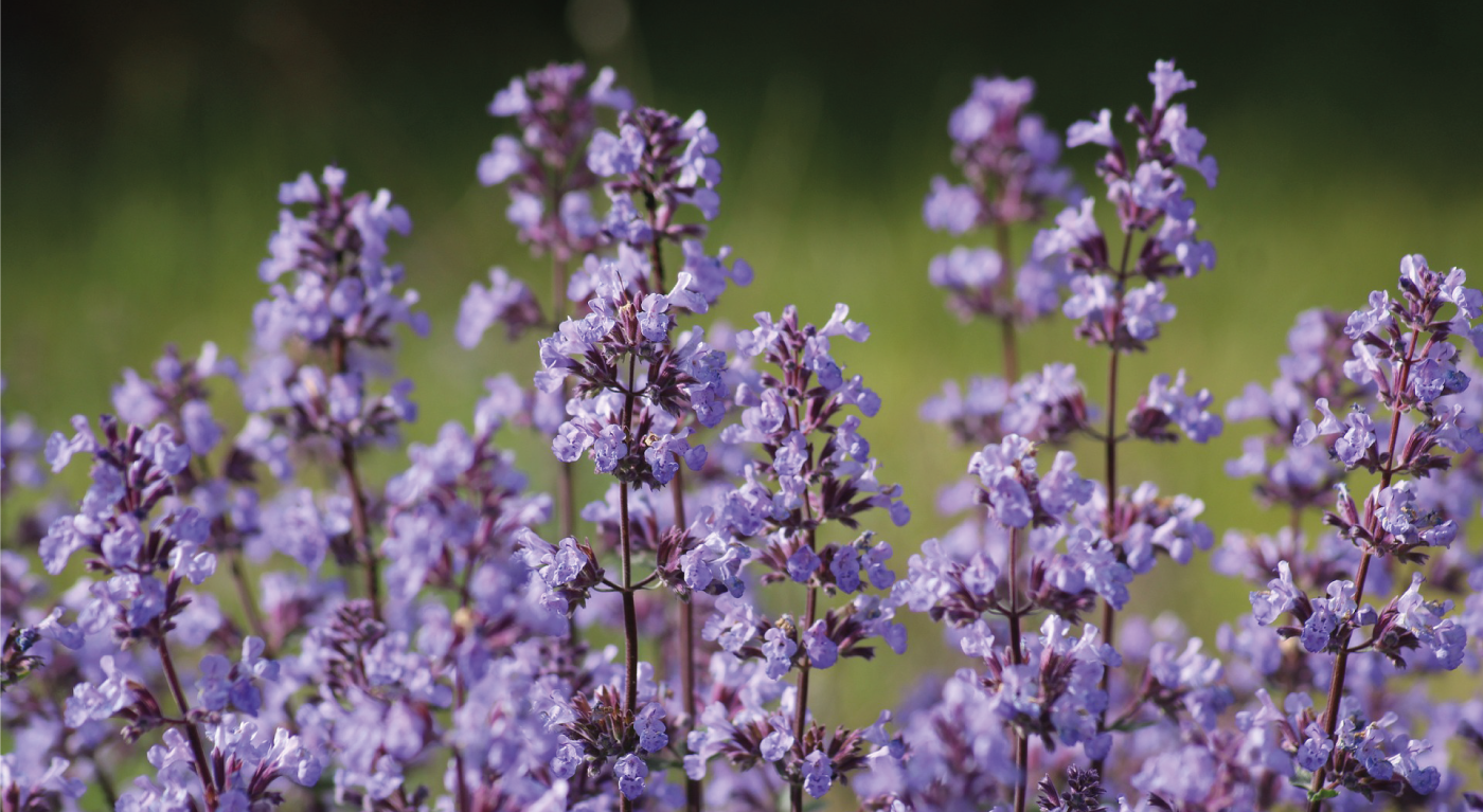 La Nepeta