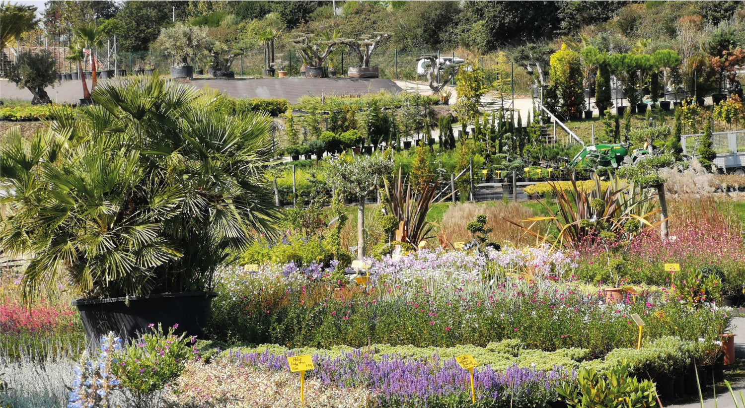 Pépinière en ligne