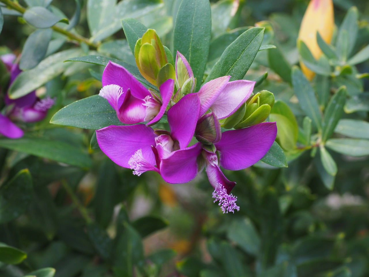 Le Polygala Myrtifolia : Guide Complet pour Cultiver et Entretenir cette Plante Résistante