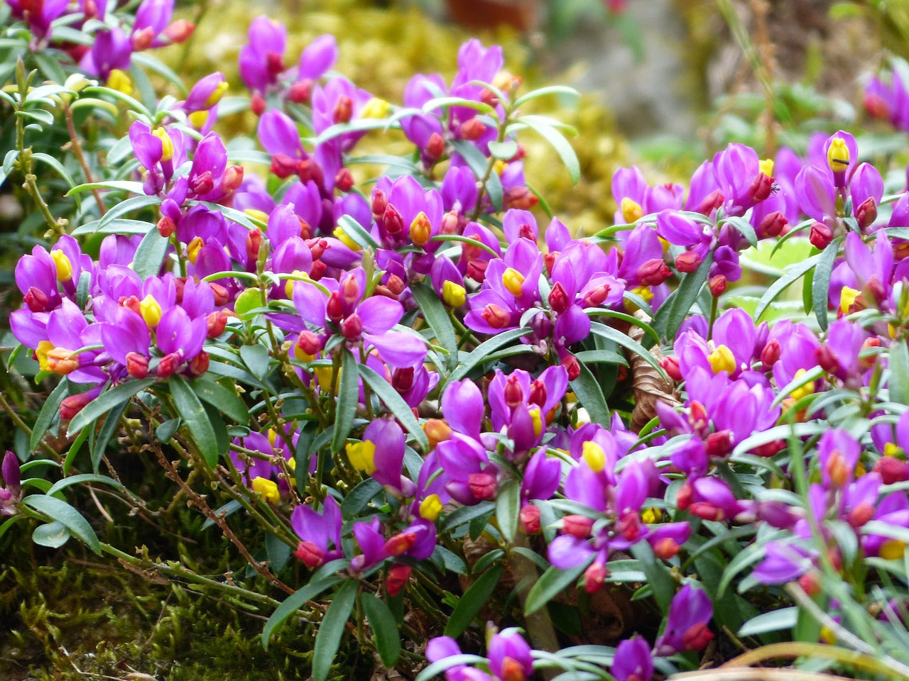 Polygala Myrtifolia : L'Arbuste Fleuri et Résistant Idéal pour les Jardins Méditerranéens