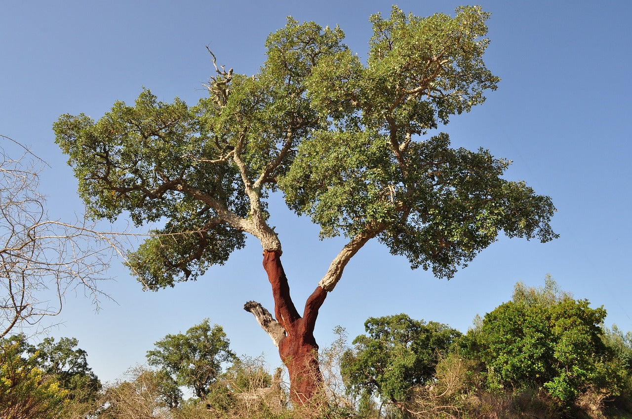 Le Chêne-Liège : Un Arbre Iconique et Écologique pour Votre Jardin