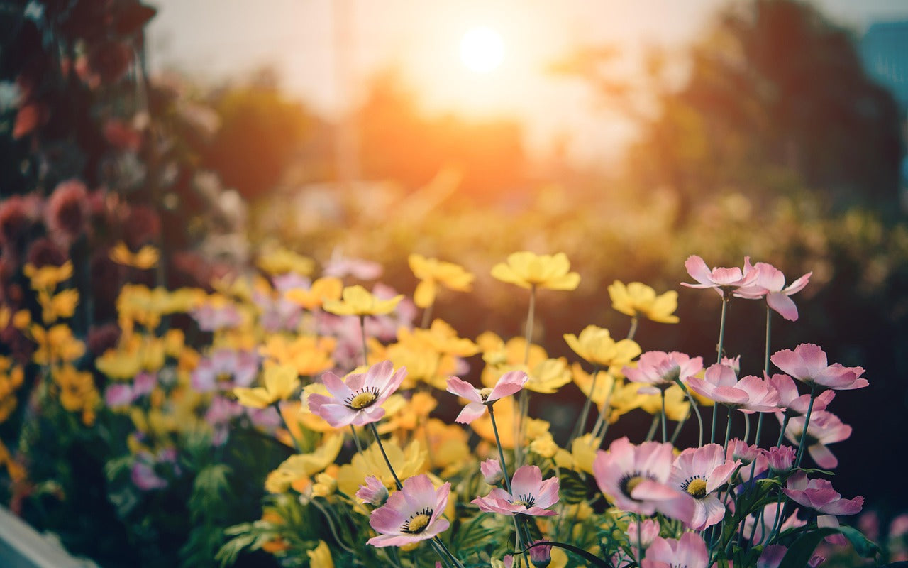 Les Plantes d'Extérieur Résistantes : Un Jardin Florissant Toute l'Année