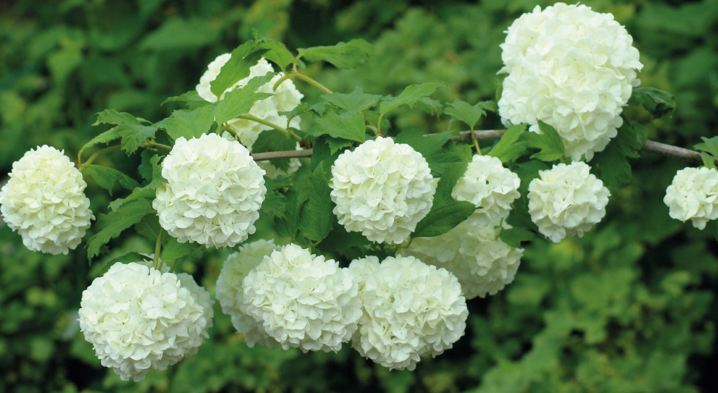 Le Viburnum