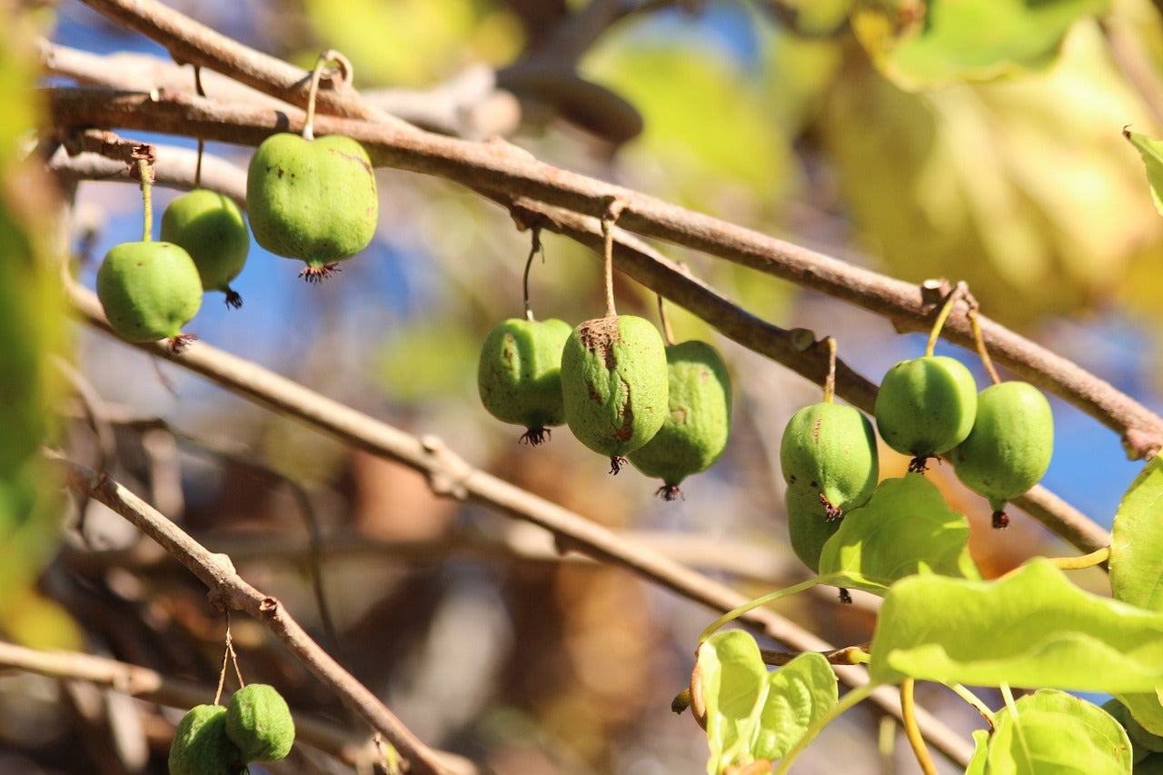 Actinidia