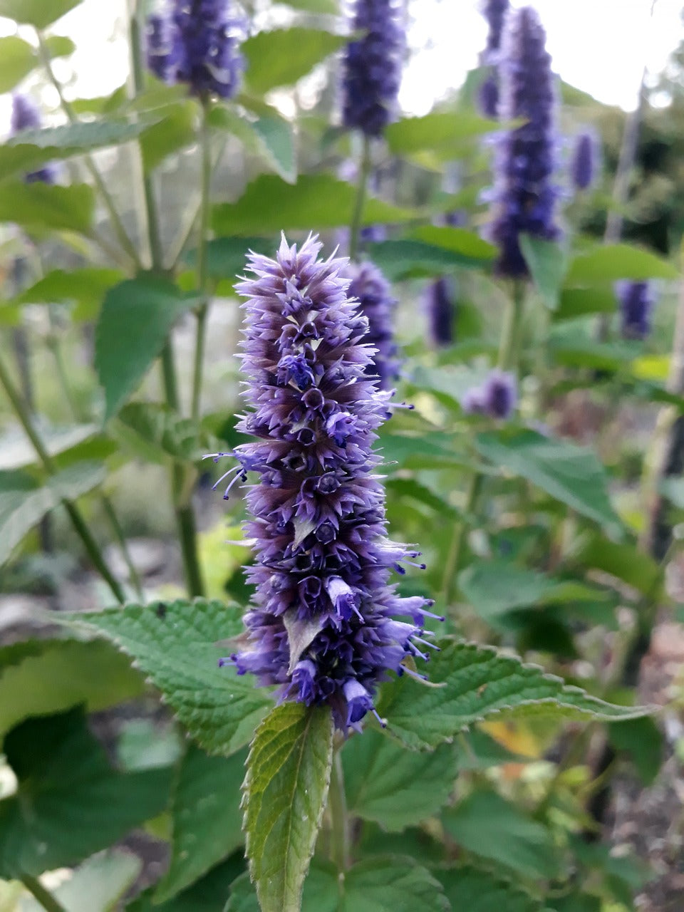 Agastache