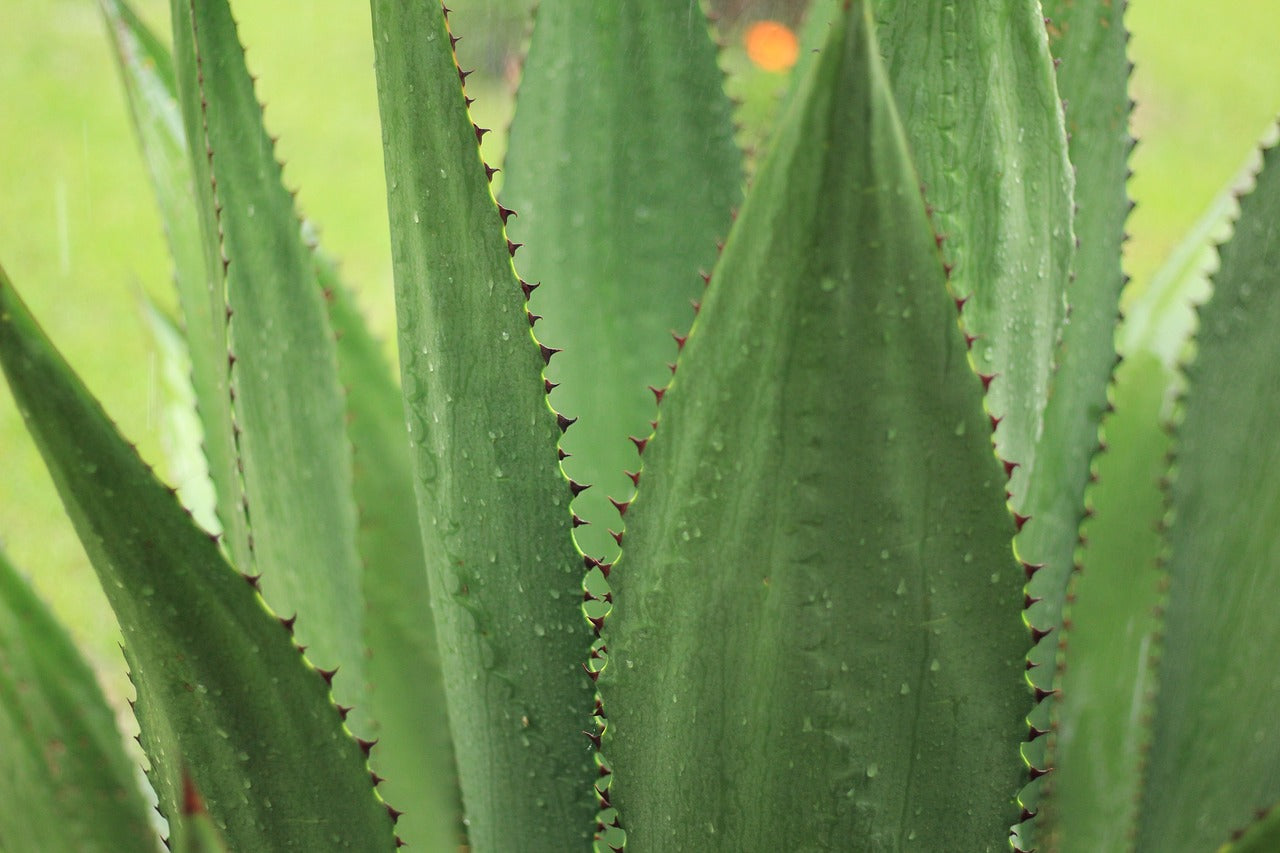 Agave