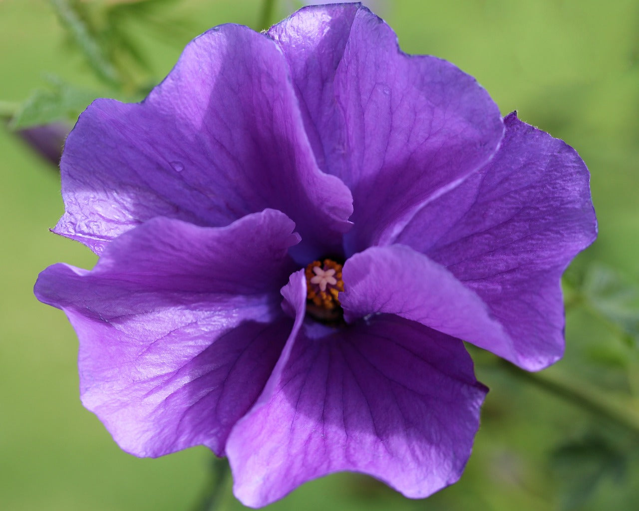 Alyogyne