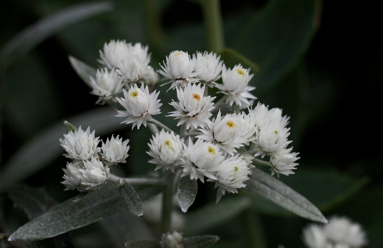 Anaphalis