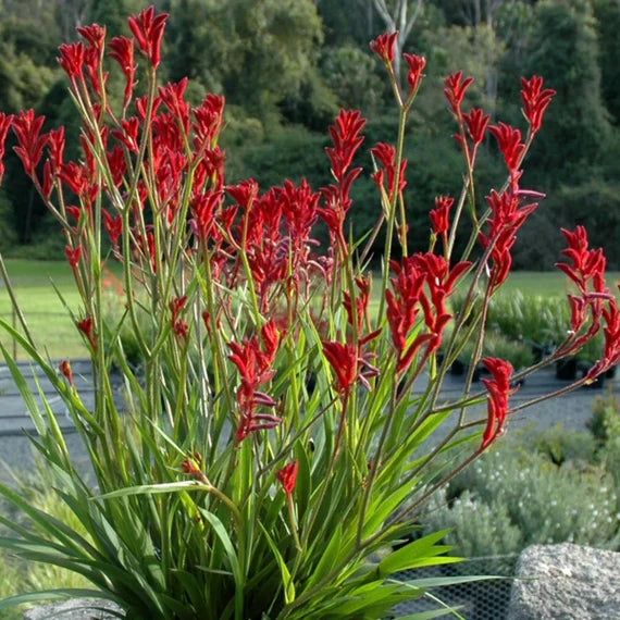 Anigozanthos