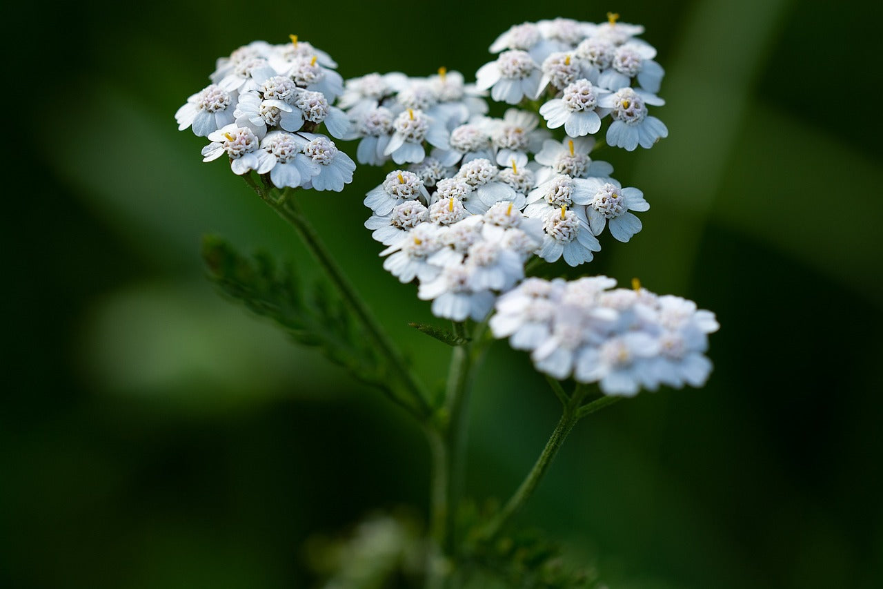 Achillea