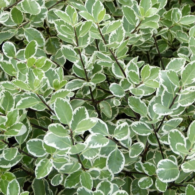 Pittosporum Tenuifolium Saundersii - Volume 3L / 30-50cm