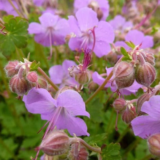 Geranium Cantabrigiense Cambridge - Volume 3L / 15-20cm