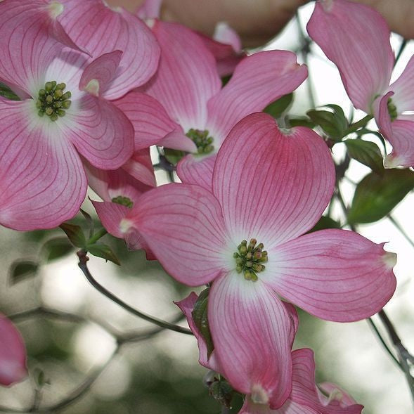 Cornus florida Rubra - Cornouiller à fleurs d'Amérique - Volume 4L / 30-50cm