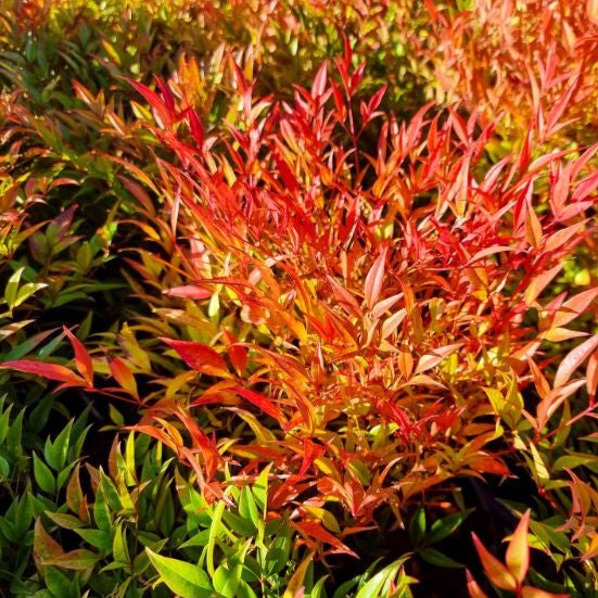 Nandina Domestica 'Moon Bay' - Bambou Sacré - Volume 3L / 20-30cm