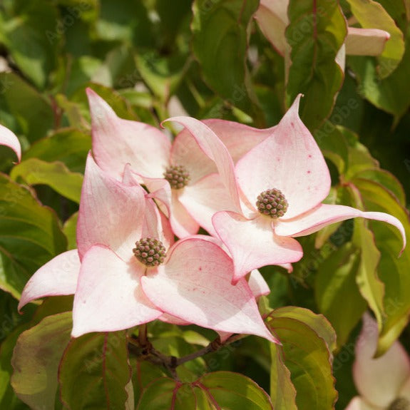 Cornus kousa 'Beni Fuji' - Volume 4L / 30-50cm
