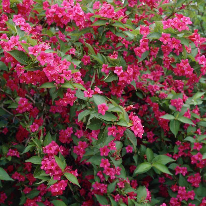 Weigela 'Bristol Ruby' - Volume 3L / 30-50cm