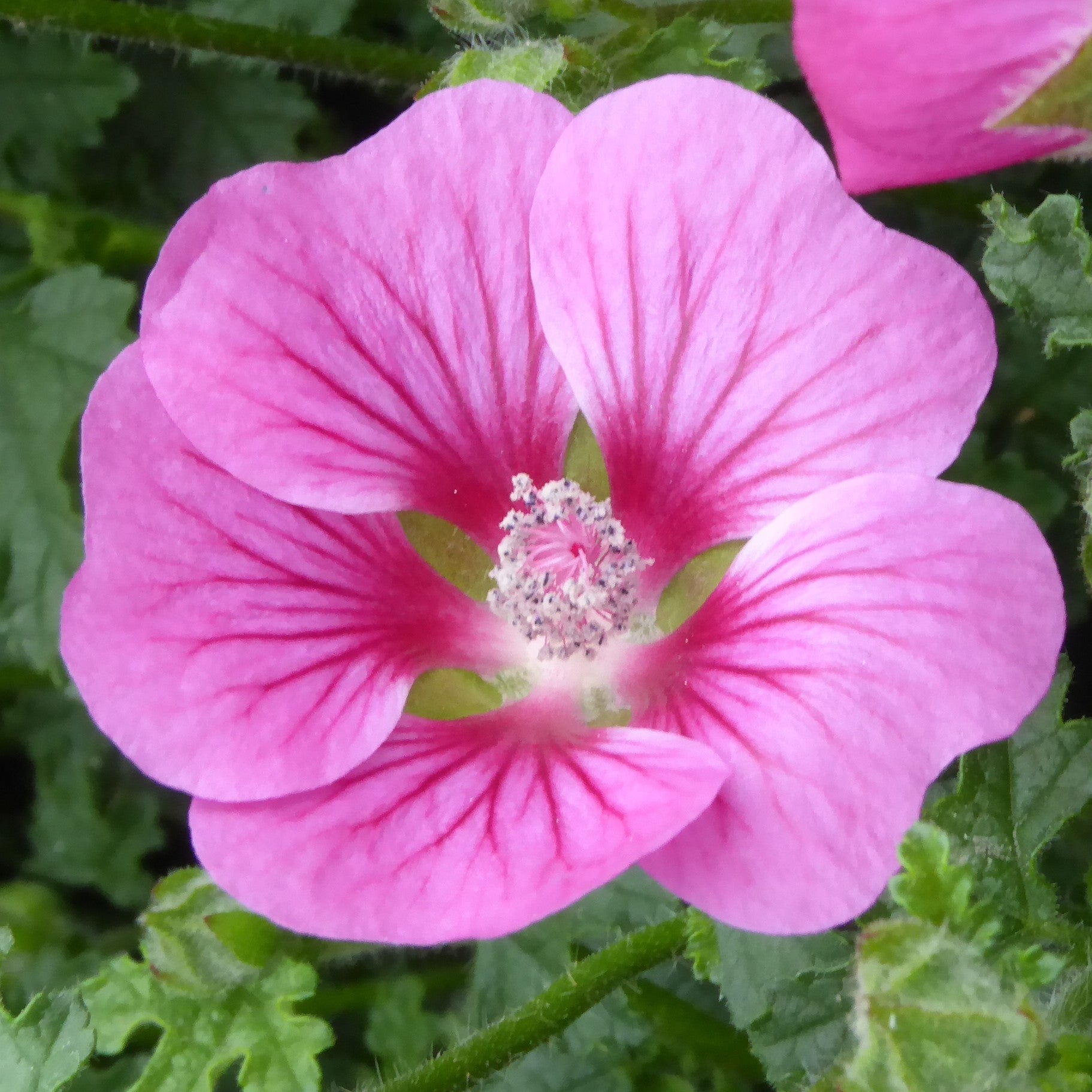 Anisodontea x Coralie - Volume 3L / 30-50cm