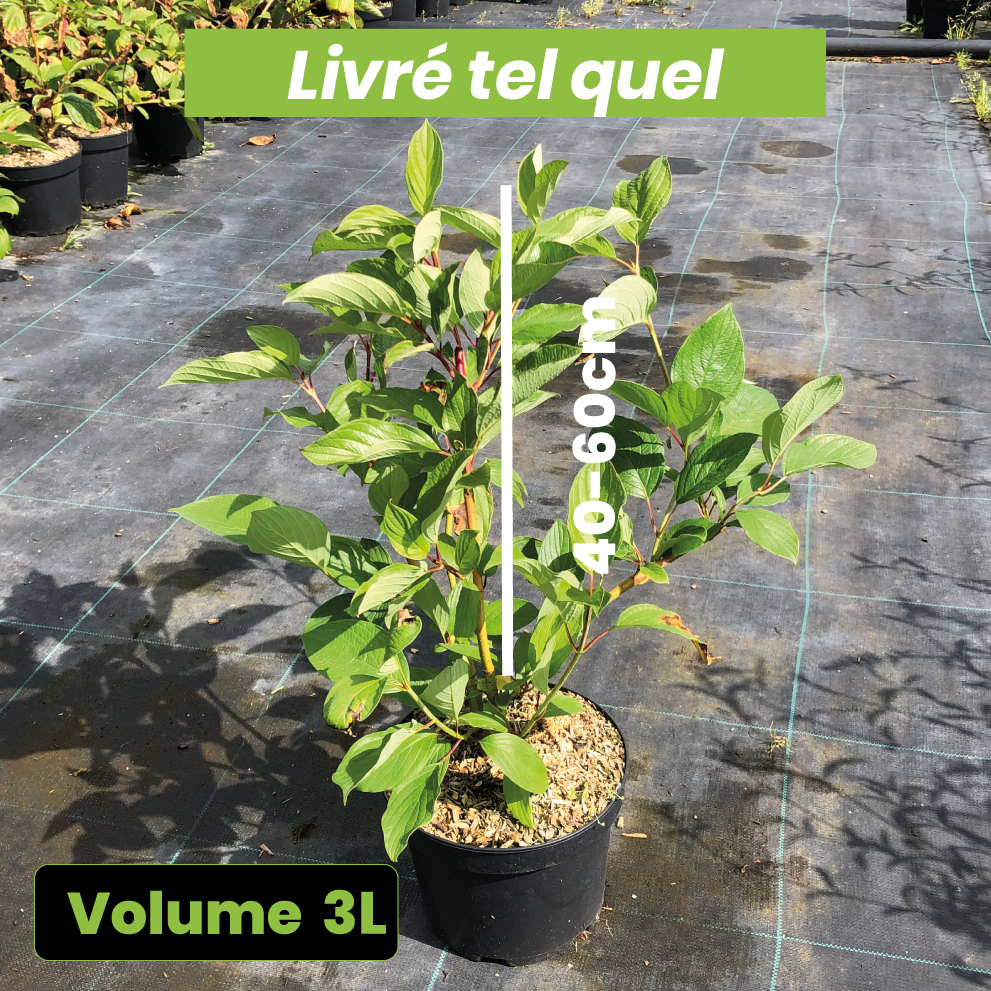 Cornus Alba 'Westonbirt' - Volume 3L / 40-60cm