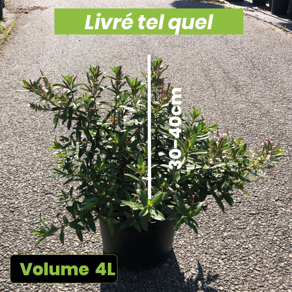 Hebe Nicola's Blush - Volume 3L / 30-40cm