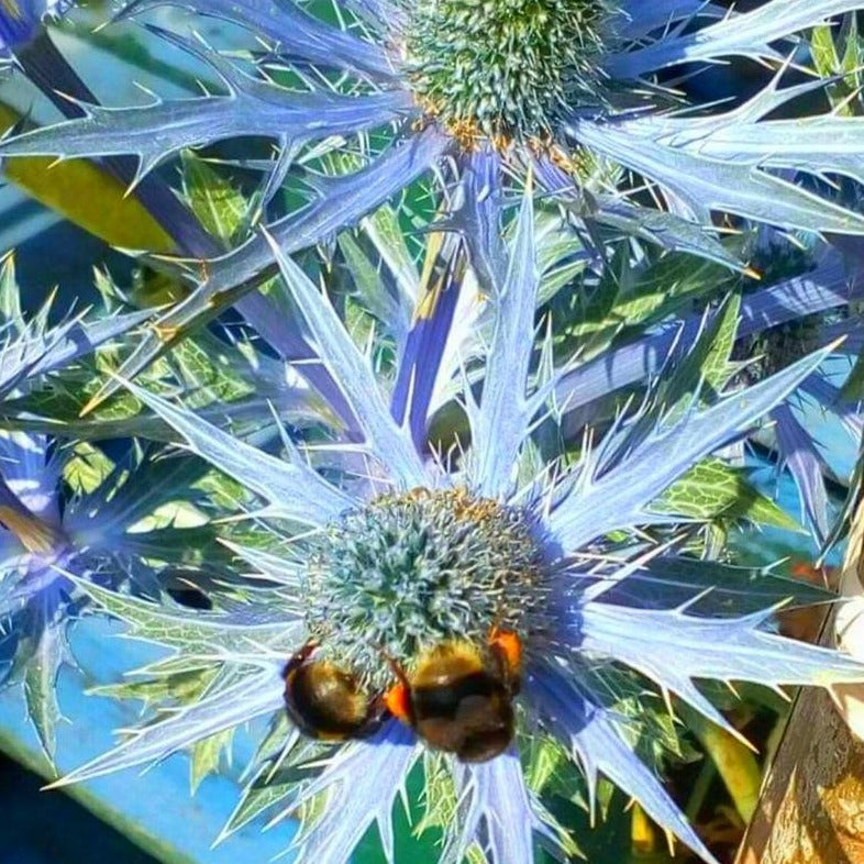 Eryngium 'Pen Blue' - Volume 3L / 20-30cm