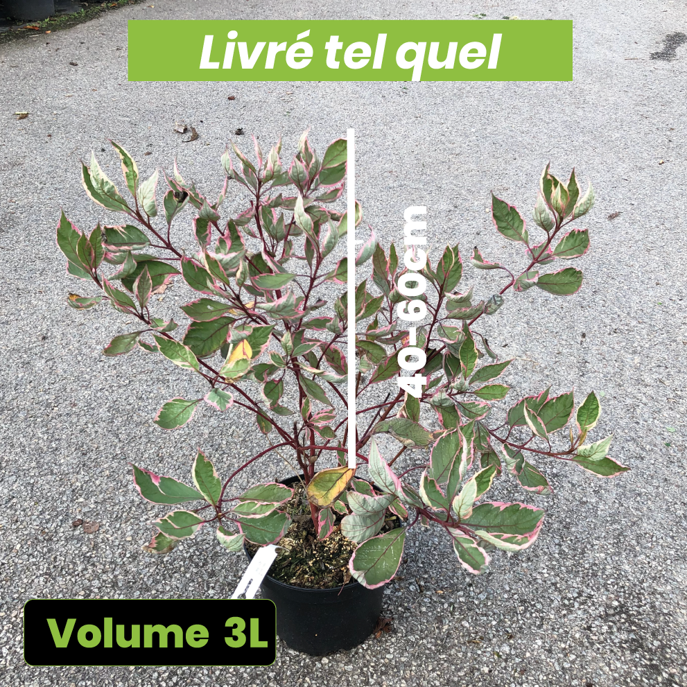 Cornus Alba Miracle - Cornouiller blanc - Volume 3L / 40-60cm