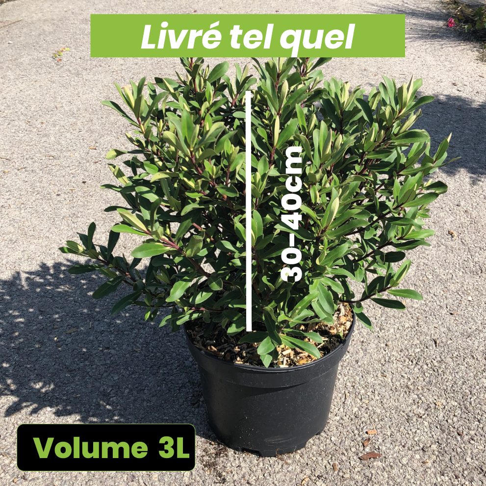 Hebe Wiri Charm - Volume 3L / 30-40cm