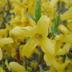 Forsythia Prostata Dwarf - Volume 3L / 20-30cm