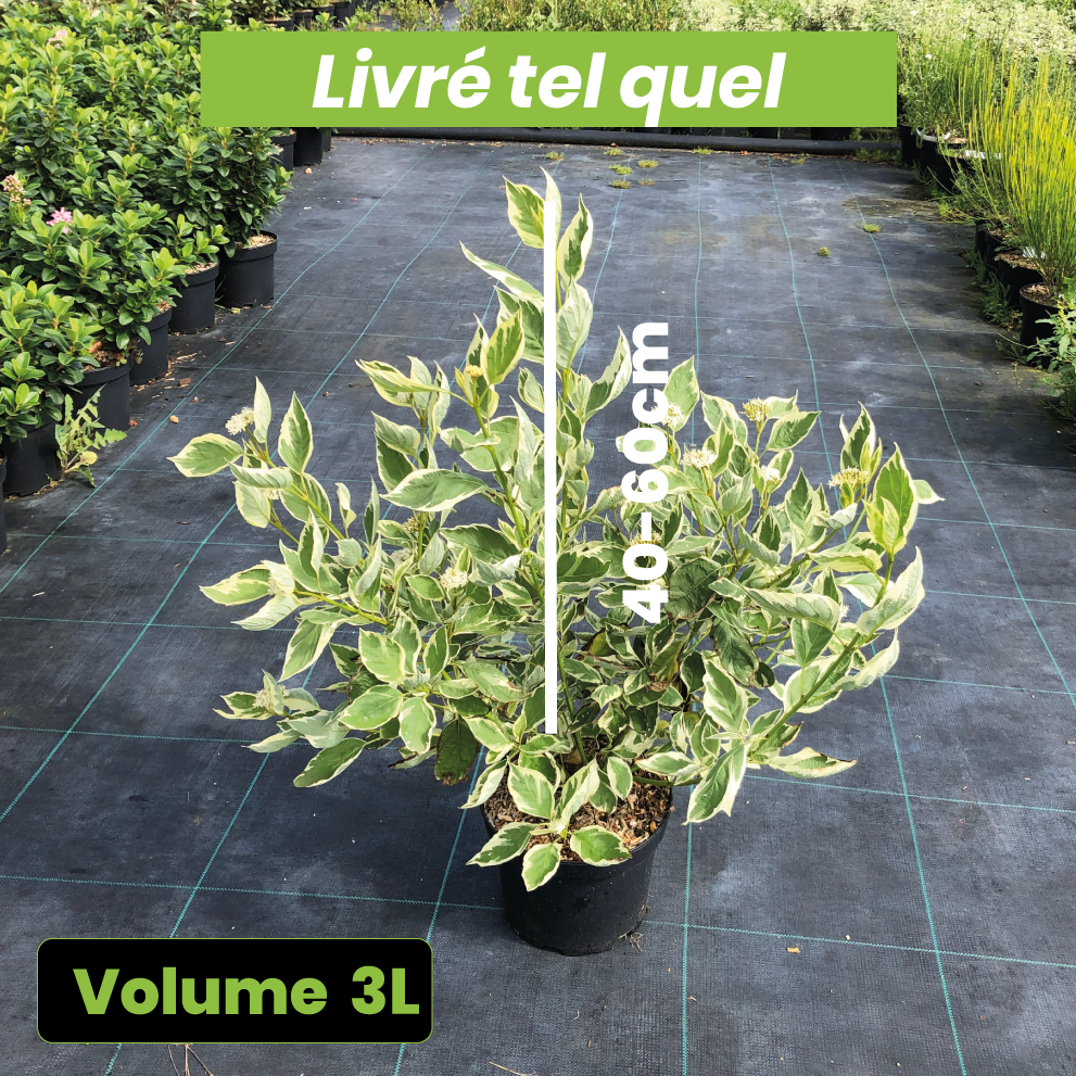 Cornus Stolonifera 'White Gold' - Volume 3L / 40-60cm