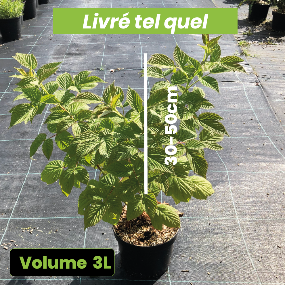 Rubus idaeus Paris - Framboisier Paris - Volume 3L / 30-50cm