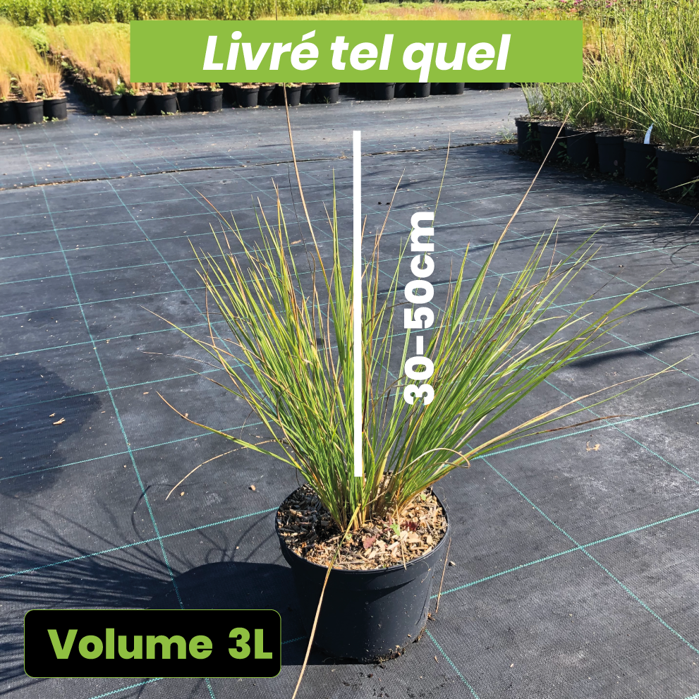 Stipa Gigantea - Stipe géante - Volume 3L / 30-50cm