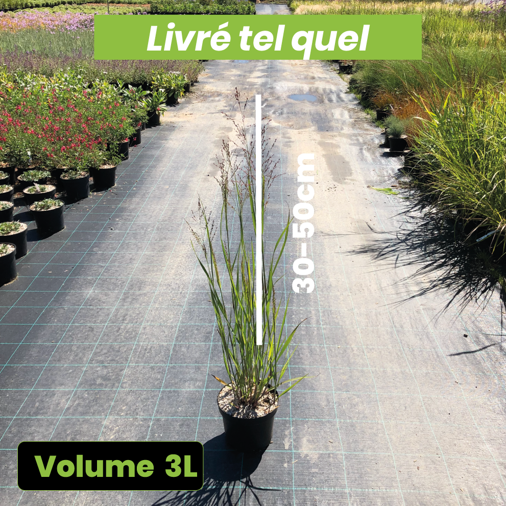 Panicum Virgatum Heavy Metal - Panic érigé - Volume 3L / 30-50cm