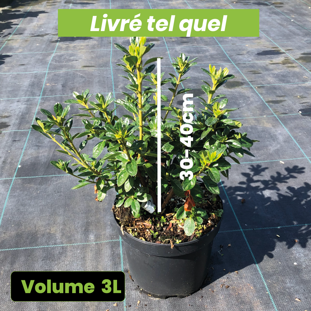 Azalea Japonica 'Ward's Ruby' - Volume 3L / 30-40cm