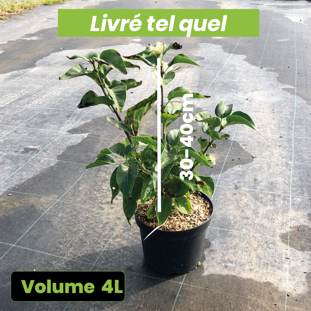 Syringa Vulgaris 'Michel Buchner' - Lilas commun - Volume 4L / 30-40cm