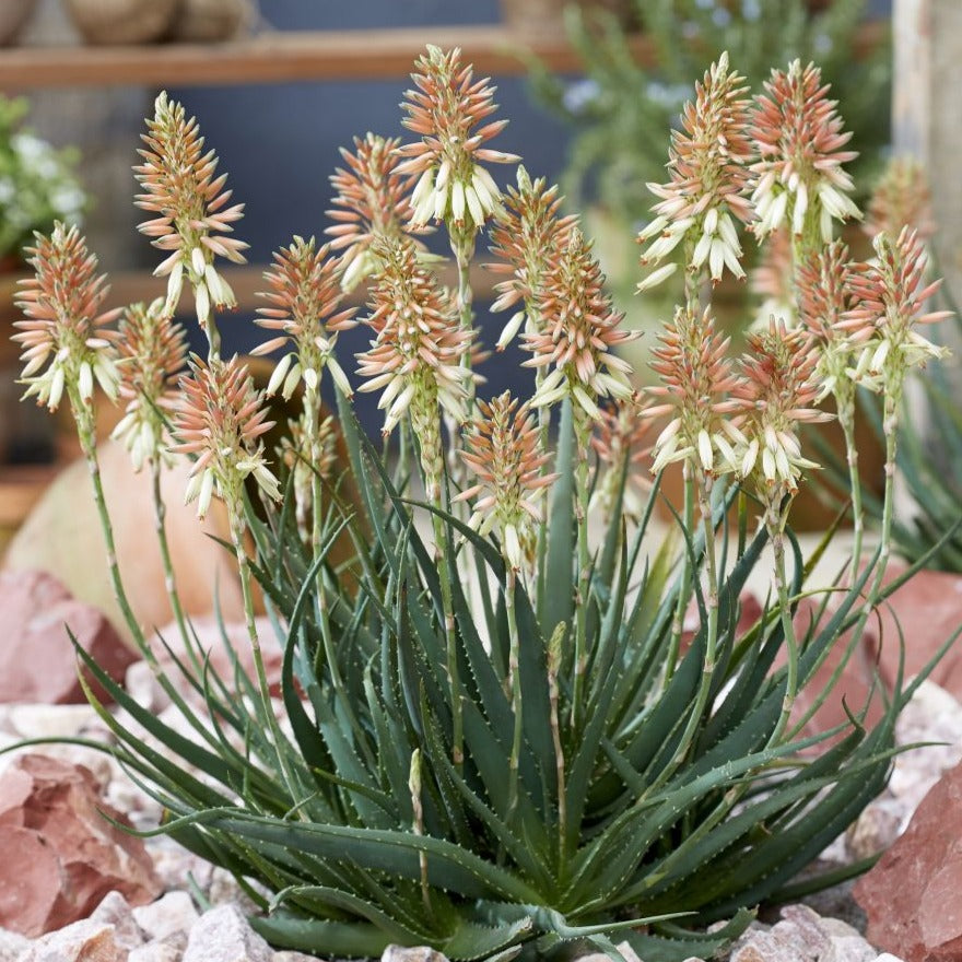 Aloe x Safari Sunrise - Aloès - Volume 3L / 20-30cm