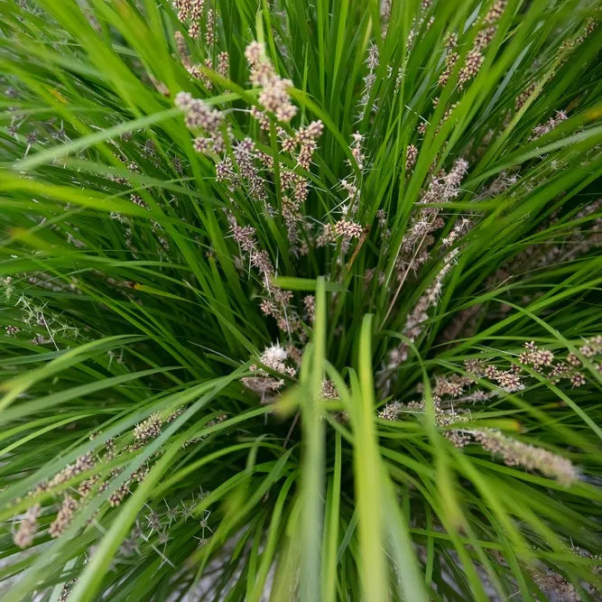 Lomandra Longifolia