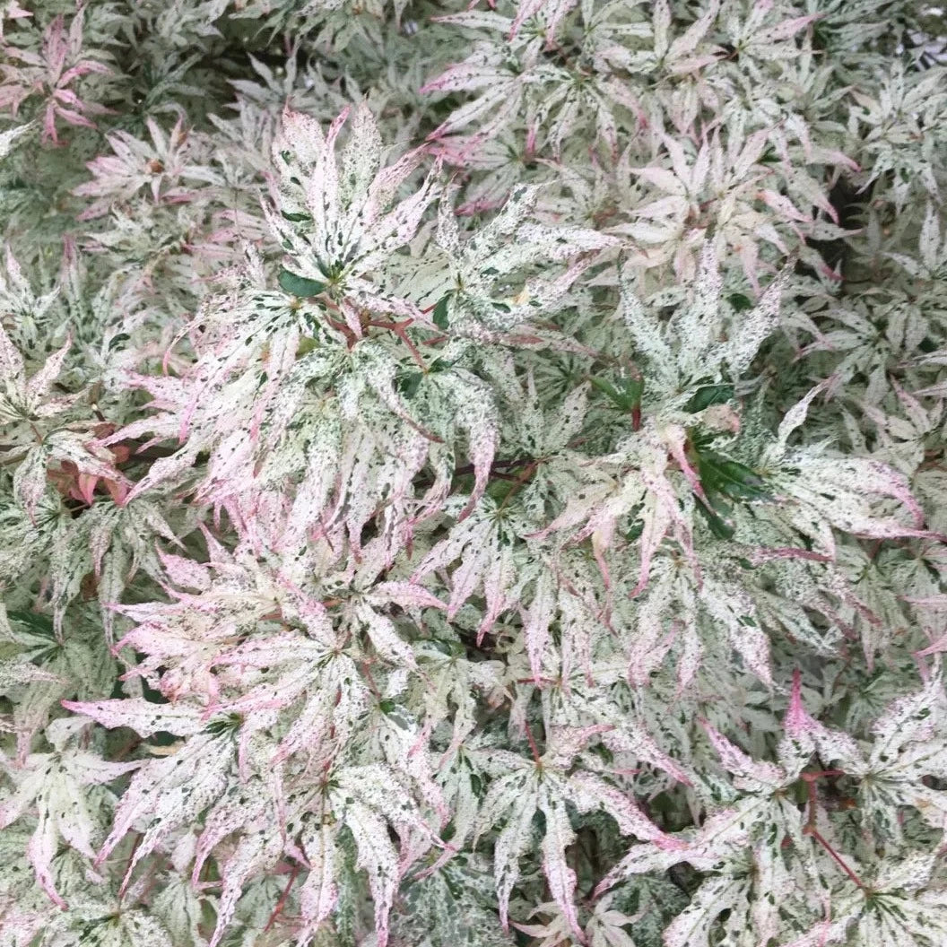 Acer Palmatum Ukigumo - Érable du Japon - Volume 3L / 30-40cm