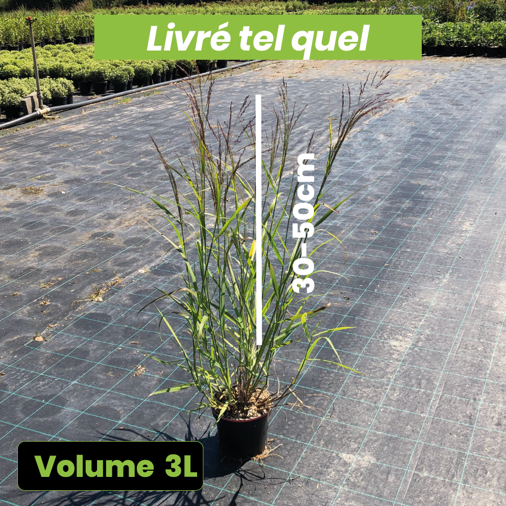 Panicum Virgatum Rehbraun - Panic érigé - Volume 3L / 30-50cm