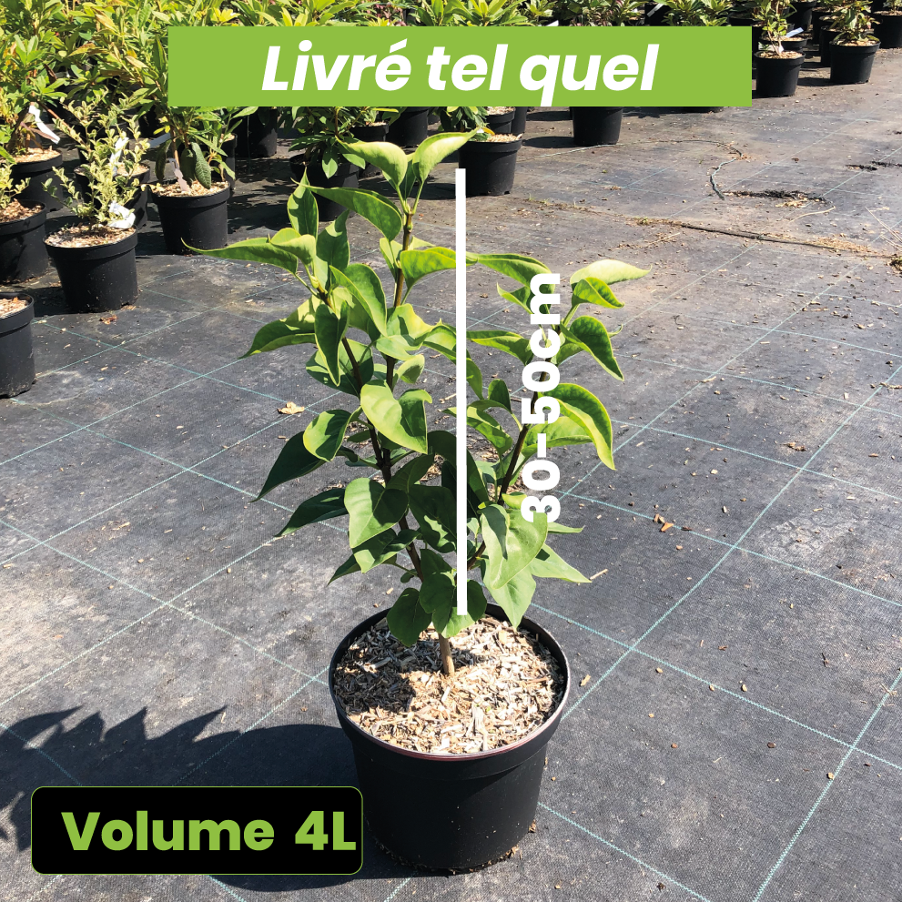 Syringa Vulgaris Belle de Moscou - Lilas - Volume 4L / 30-50cm