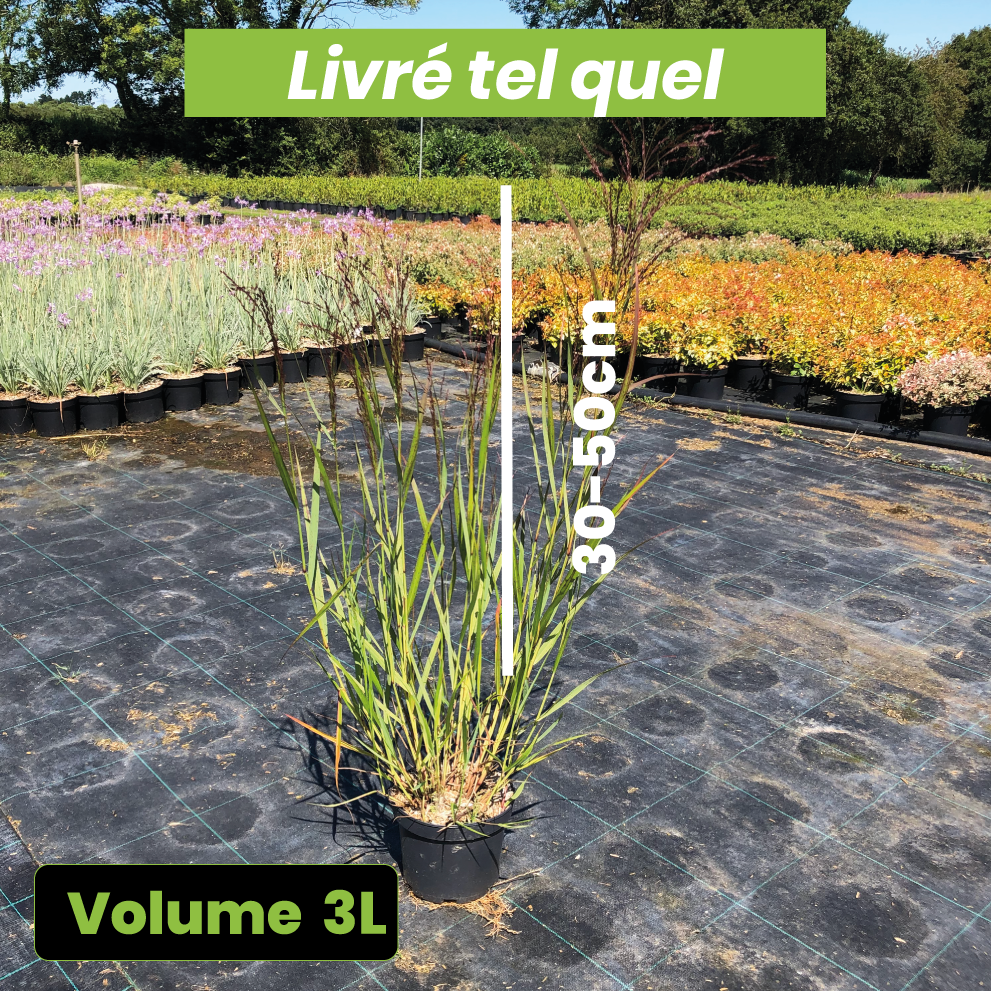 Panicum Virgatum Squaw - Panic érigé - Volume 3L / 30-50cm