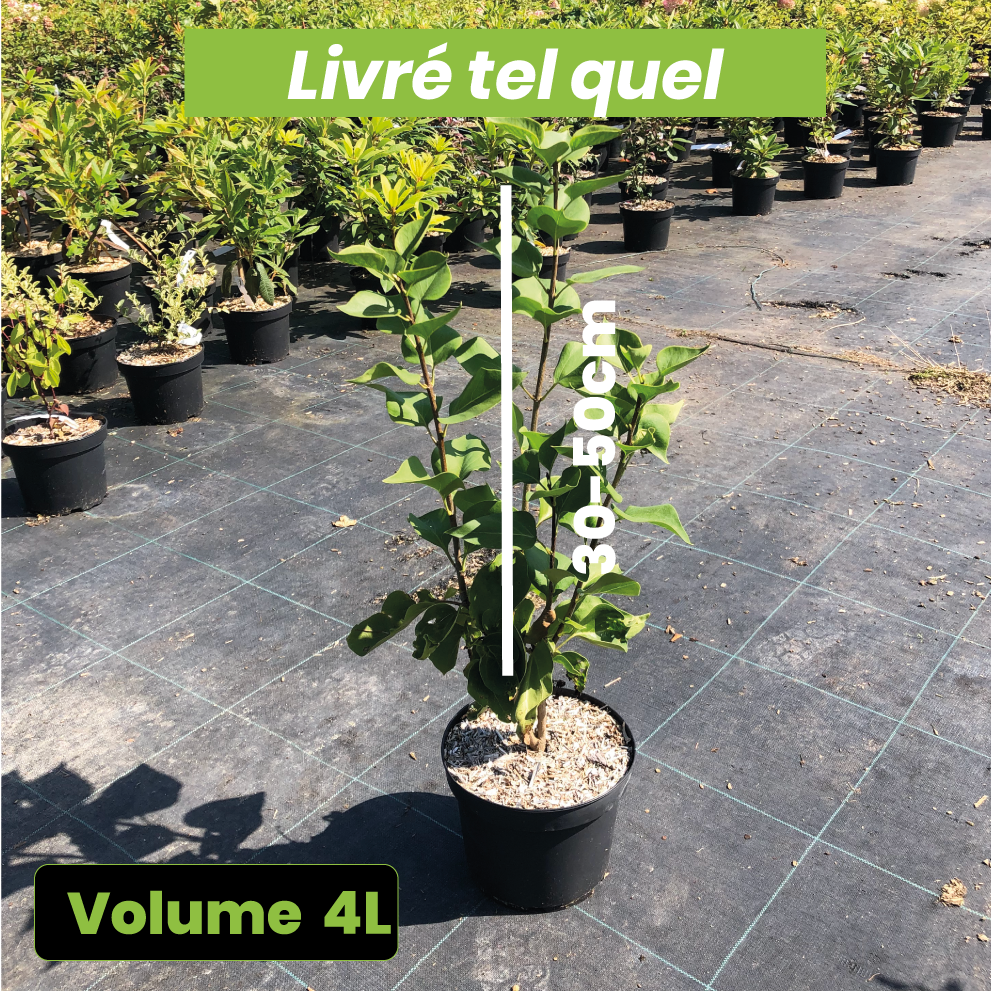 Syringa Vulgaris Sensation - Lilas Sensation - Volume 4L / 30-50cm