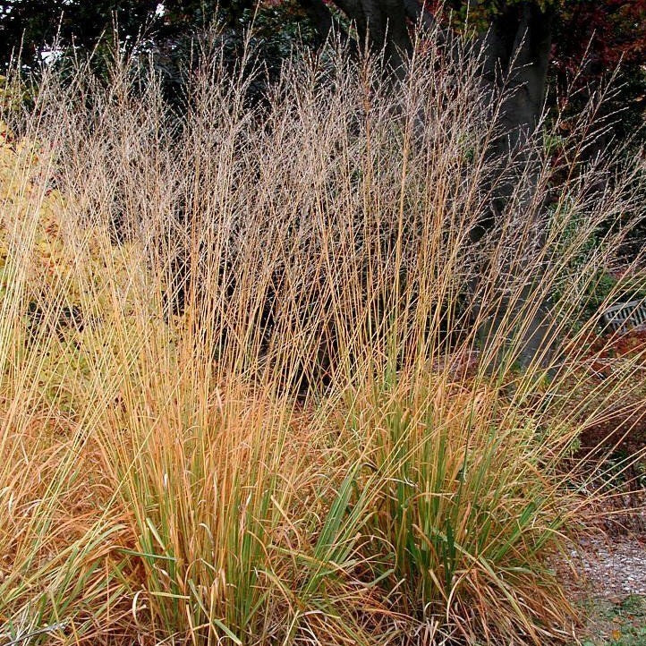 Molinia Arundinacea Skyracer - Volume 3L / 40-60cm