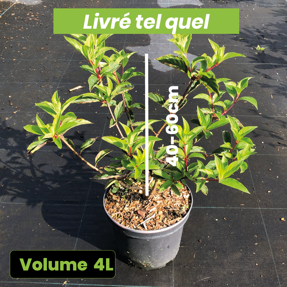 Hydrangea Paniculata Sundae Fraise - Hortensia paniculé rose - Volume 4L / 40-60cm