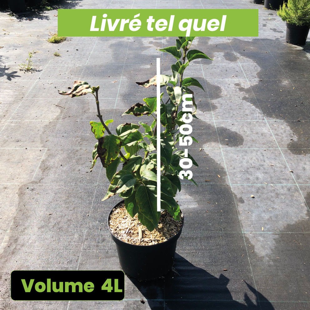 Syringa Vulgaris Znamya Lenina - Lilas commun - Volume 4L / 30-50cm