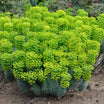 Euphorbia Characias Wulfenii Shorty - Volume 3L / 30-40cm