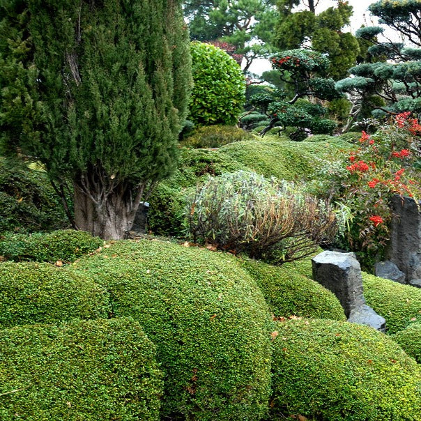 Lonicera Nitida 'Maigrün' - Chèvrefeuille arbustif - Volume 3L / 30-50cm