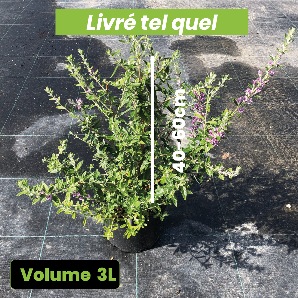 Buddleia Alternifolia Unique - Arbre aux papillons nain - Volume 3L / 40-60cm
