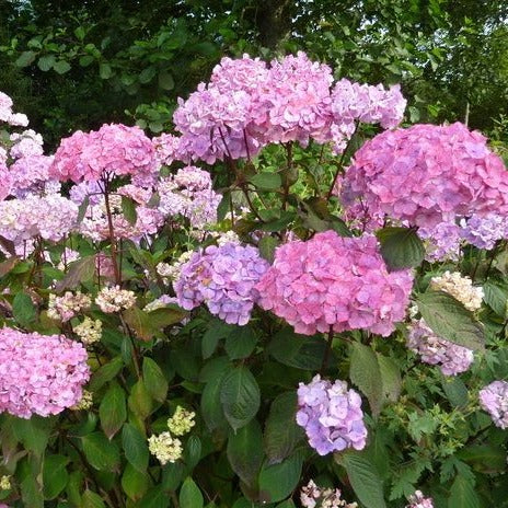 Hydrangea Serrata Precioza - Volume 3L / 20-30cm